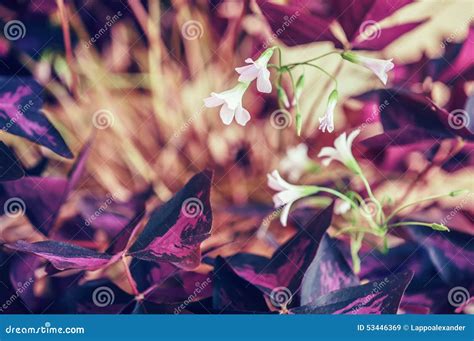 Flowering Houseplant Stock Photo - Image: 53446369