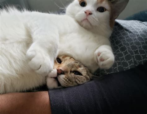 Squish that cat : r/aww