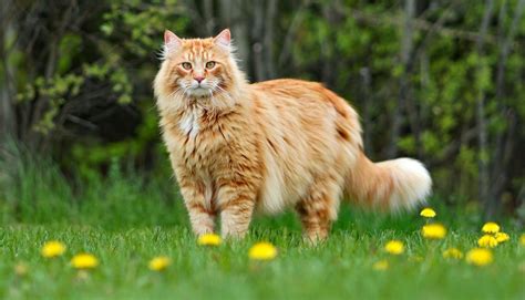 10 Cat Breeds That Look Like Big Cats – NBKomputer