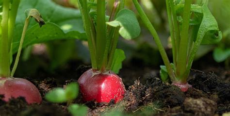 Growing Radishes in a Home Garden | University of Maryland Extension