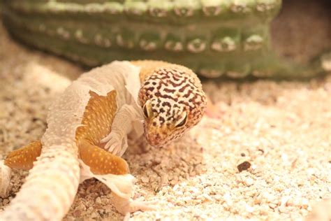 Leopard Gecko Shedding: Causes, Problems and Cures - Reptileszilla