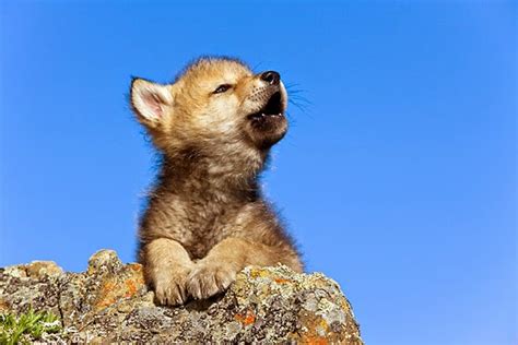 White Wolf : 15 Photos Of Adorable Howling Wolf Pups Will Make Your Day