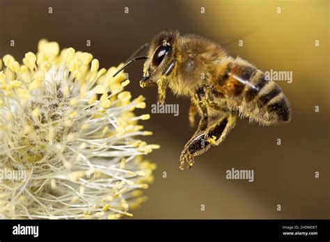 honey bee, pollination, honey bees, pollinations Stock Photo - Alamy