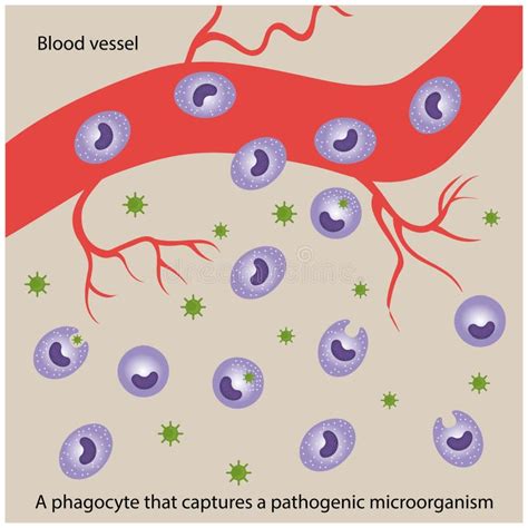 Phagocyte Stock Illustrations – 1,018 Phagocyte Stock Illustrations, Vectors & Clipart - Dreamstime