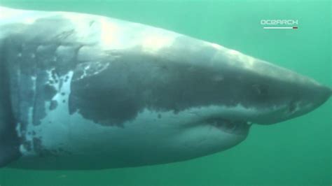 Baby great white shark caught near Long Island - CNN Video