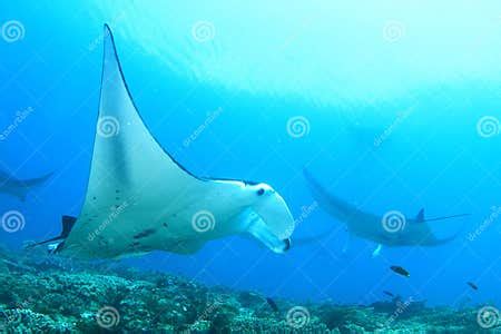 Plenty of Giant Oceanic Manta Rays Above Coral Reef Stock Image - Image of ampat, wildlife ...