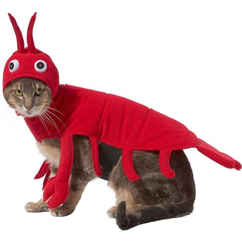 Cute Alert: 10 Cat Halloween Costumes for Your Favorite Feline | BeChewy