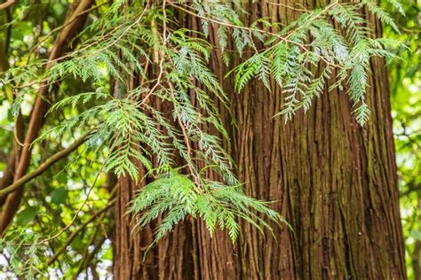 BC Native Plants: A Guide to Gardening with Indigenous Flora - Figaro's Garden