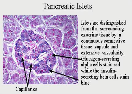 Pancreas Slide Labeled Alpha Cells