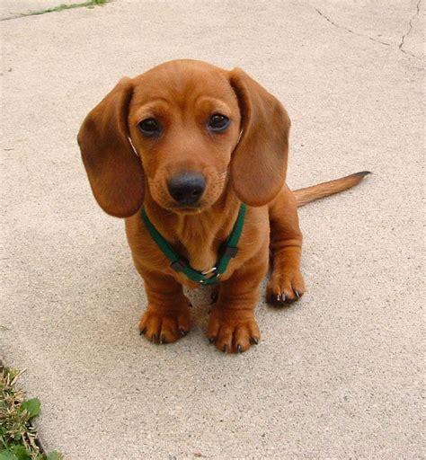 Pin on Dachshunds