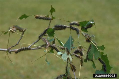 Gypsy Moth | Vermont Invasives