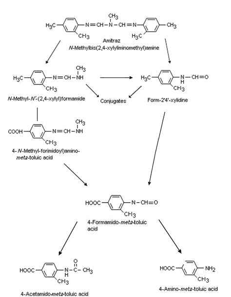 Mechanism of decomposition of amitraz in the body of a living organism... | Download Scientific ...