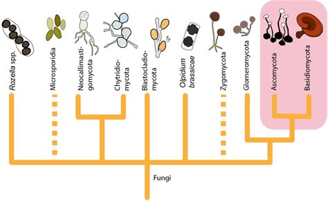 Glomeromycota Life Cycle