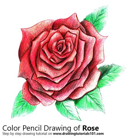 Rose Drawings Of Flowers With Color : In the outline below, i have purposely omitted the center ...