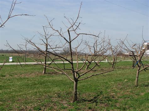 Kentucky Home Gardens: Pruning Fruit Trees