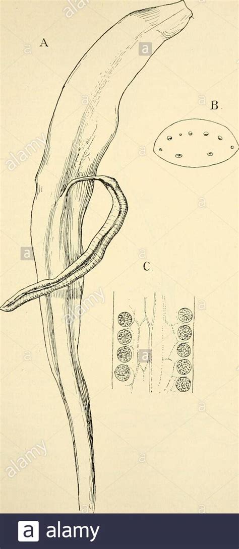 Rhizoids hi-res stock photography and images - Alamy