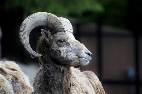 Bighorn Sheep. | Animals, Sheep, Goats