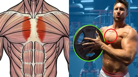 Anatomy Of Chest Muscles Male - Male Chest Anatomy Of Thorax With Heart Veins Arteries And Lungs ...