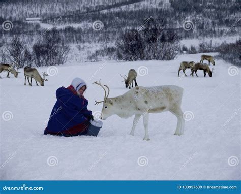 Sami People Feeding Reindeer Editorial Stock Image - Image of forest, reindeer: 133957639