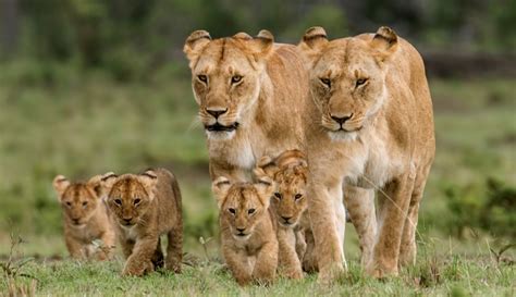 Masai Mara lions | Kenya lions | lions of masai mara national reserve