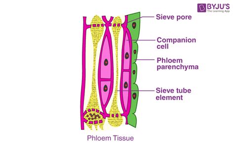 Phloem Diagram