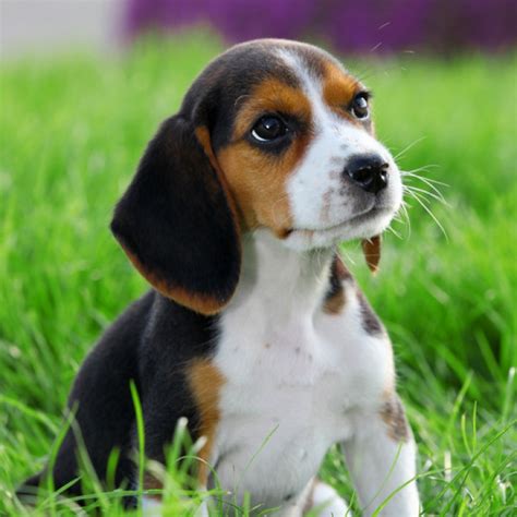 Beagle Puppies Photos, Breed Information,Dog Photos