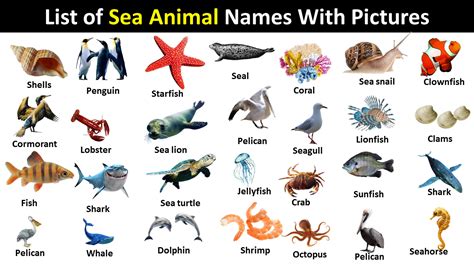 sea animals Archives - Vocabulary Point