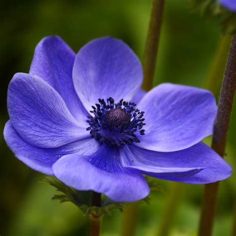 Anemone Blue Poppy Bulbs | Anemone with Black Center | Anemone ...