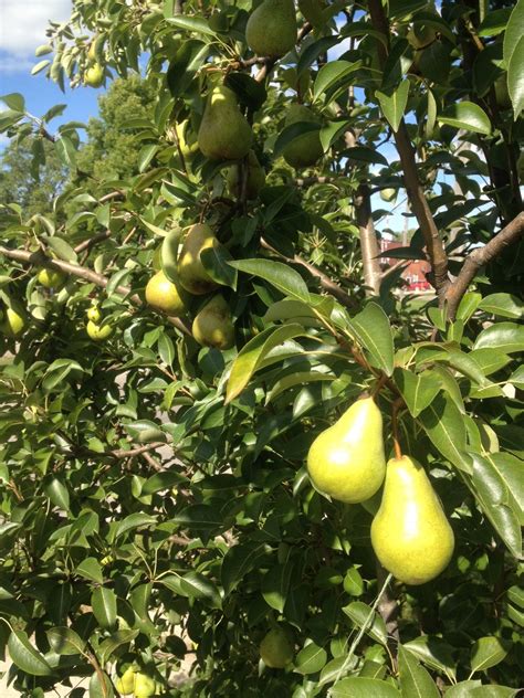 European Pear Trees – Silver Creek Nursery Ltd.