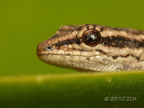 Best Jungle Life: skink lizard images & info