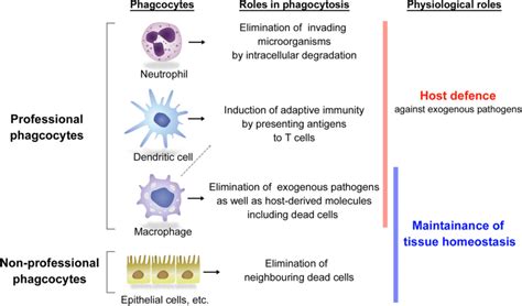 Phagocytosis - Definition and Examples - Biology Online Dictionary