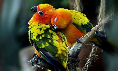 Cute Parrots HD desktop wallpaper : Widescreen : High Definition : Fullscreen