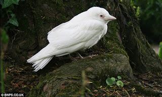 SALING INDONESIA: Pemandangan Menarik Burung Gagak Albino ‘Berwarna Putih’ yang sangat Langka