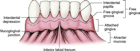 Gingival Anatomy - Anatomy Reading Source