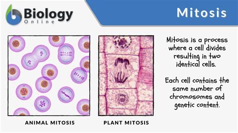 Mitosis - Definition and Examples - Biology Online Dictionary