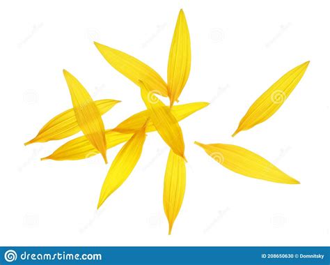 Petals of Sunflower Isolated on White Background. Top View Image Stock Photo - Image of closeup ...