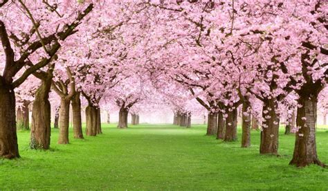 Blossom Tree How to Grow and Care Tips in 2023