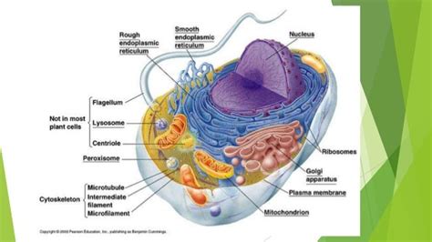 Cytoskeleton presentation (introduction structure & function)