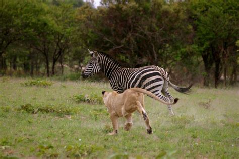 Lion hunting Zebra stock image. Image of wildlife, mammal - 5269669