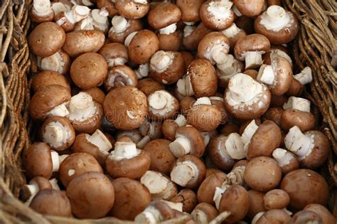 Common Brown Edible Mushrooms Stock Image - Image of mushroom, food: 817941