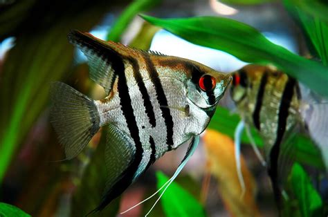 Types of Angelfish: The Many Freshwater Angelfish Varieties