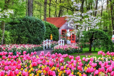 Tulip Festival In Netherlands 2024 - Cynthy Martha