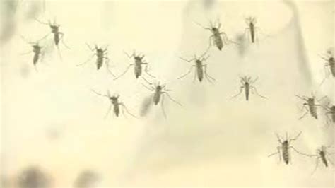 Dengue vaccine can backfire, study finds - CNN