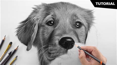 Realistic Dog Face Drawing Easy - Drawing realistic dog portraits will come easy after this video!