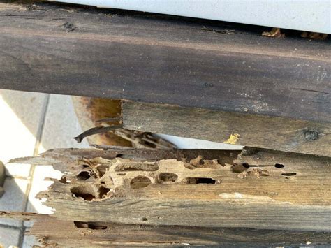 Carpenter Ants Damage | Avalanche Pest Control