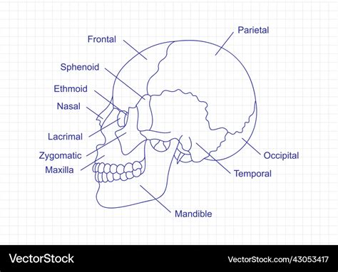 Human skull bones anatomy drawing with a pen Vector Image