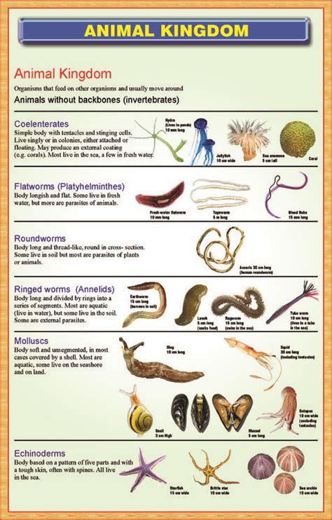 Simple Animal Classification Chart