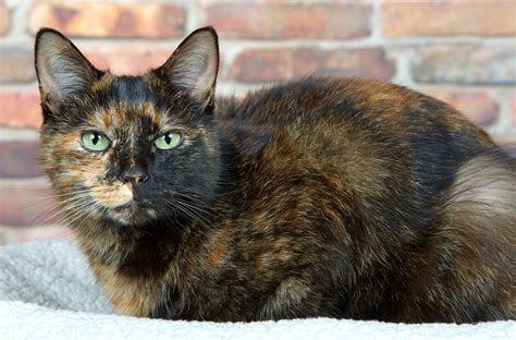 What Does A Tortoiseshell Cat Look Like