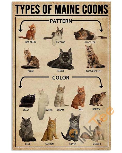 Maine Coon Weight Chart | full mainecoon kittens ny