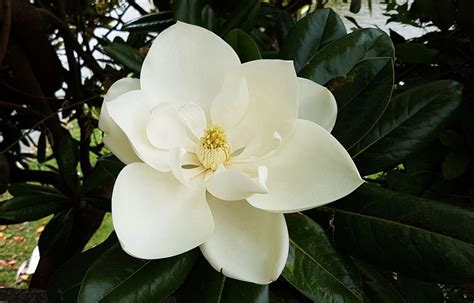 Everything You Need to Know About a Southern Magnolia Tree